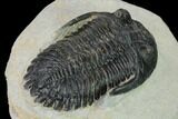Detailed Hollardops Trilobite - Visible Eye Facets #153972-4